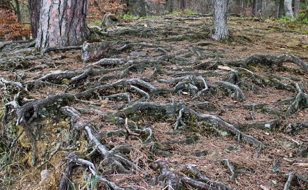 Ecological Digital Sovereignty: Monocultures to Ecosystems